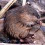 Rat_musque